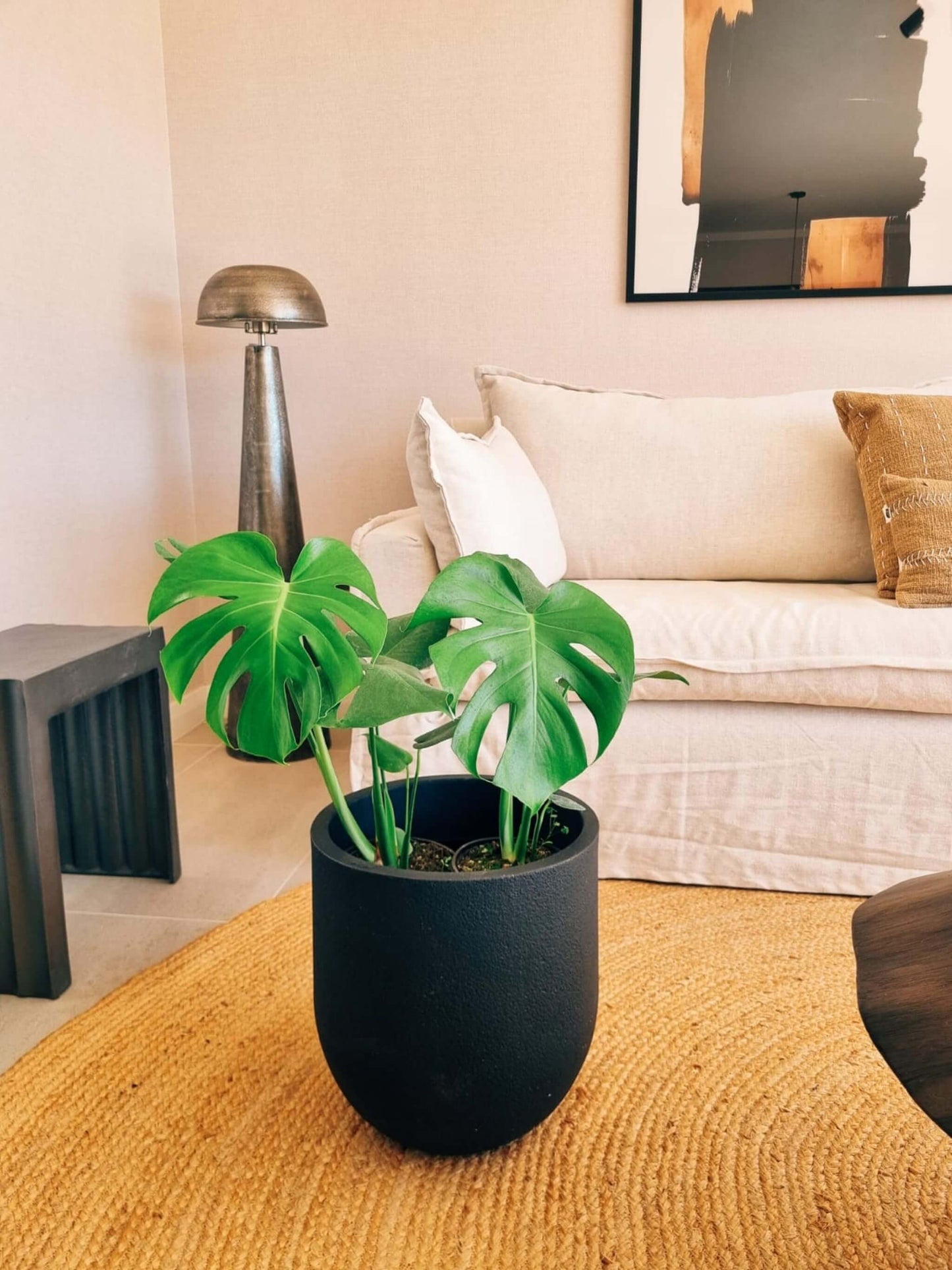 Monstera Deliciosa Doble + Macetero Bruma - Elige tu color