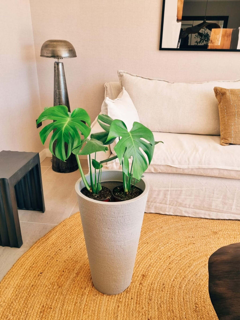 Monstera Deliciosa Doble + Macetero Torre - Elige tu color