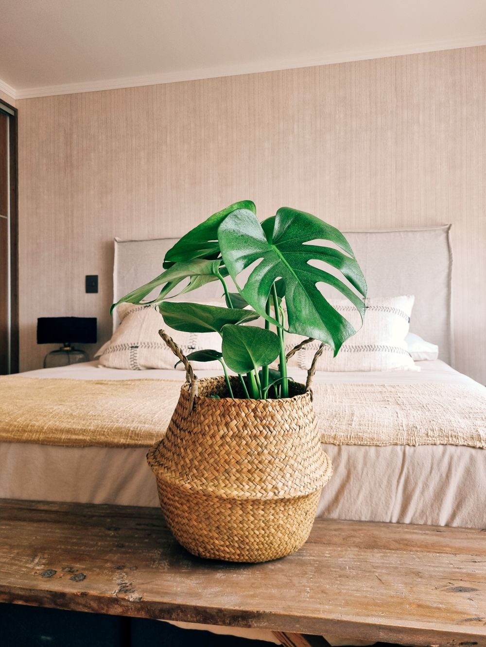 Monstera Deliciosa L +  Canasto - Elige el que más te guste