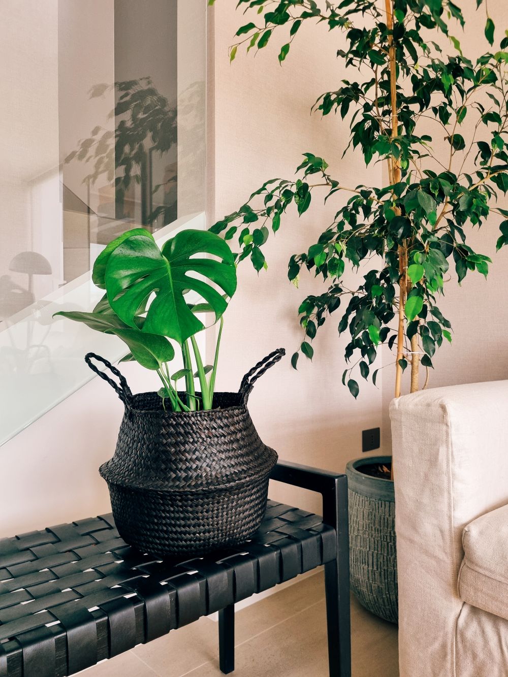 Monstera Deliciosa L +  Canasto - Elige el que más te guste