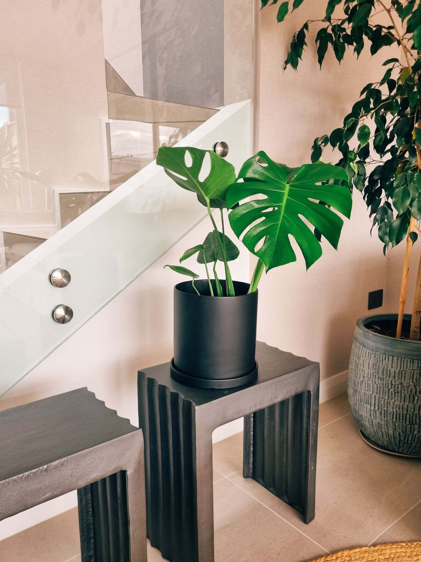 monstera deliciosa chile Monstera Deliciosa L + Macetero Nordico