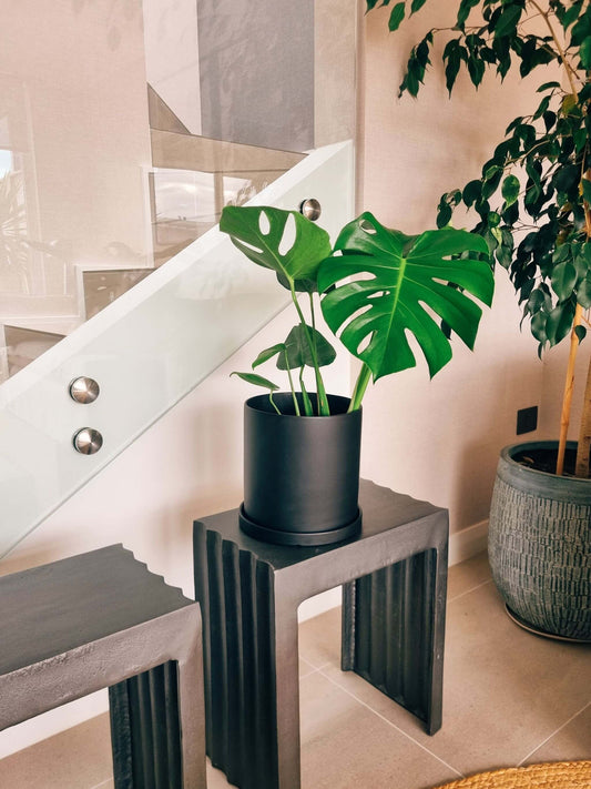 Monstera Deliciosa L +  Macetero Nordico - Elige tu color