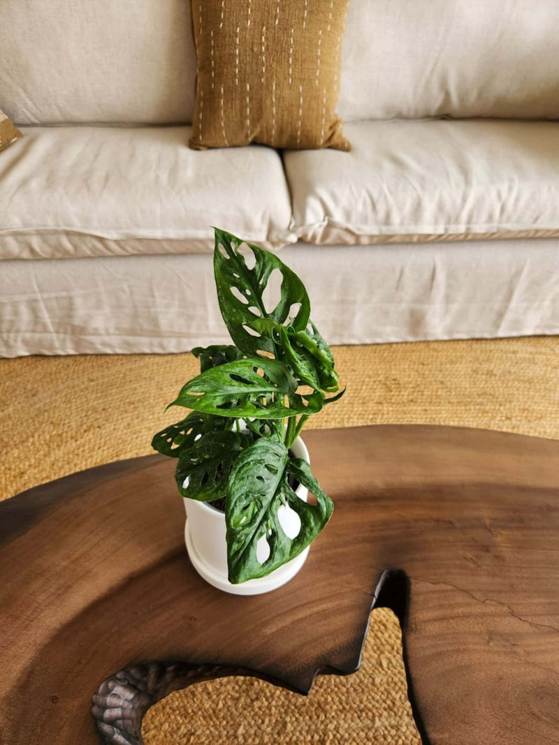 Monstera Adansonii Esqueleto