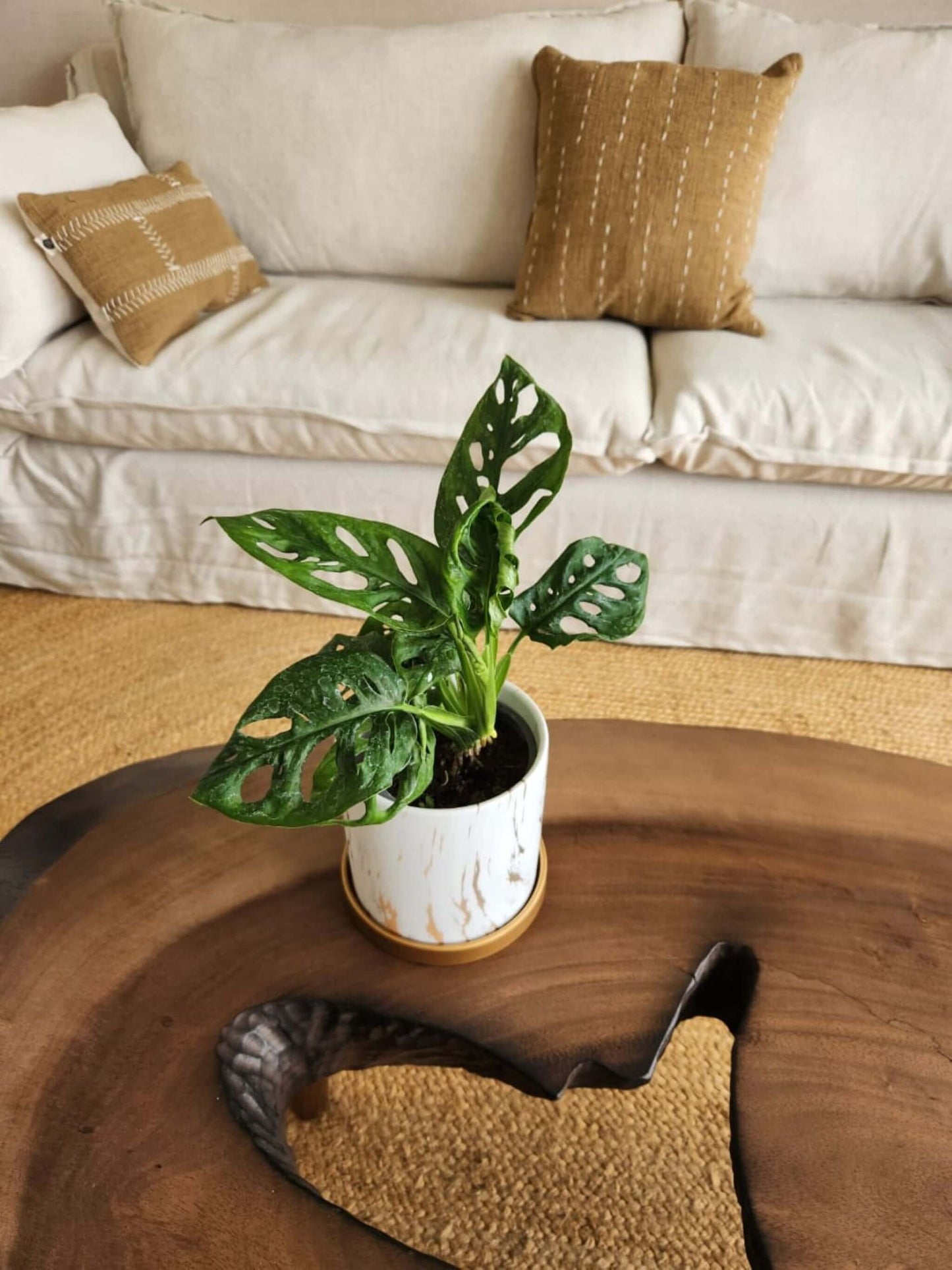 Monstera Adansonii Esqueleto