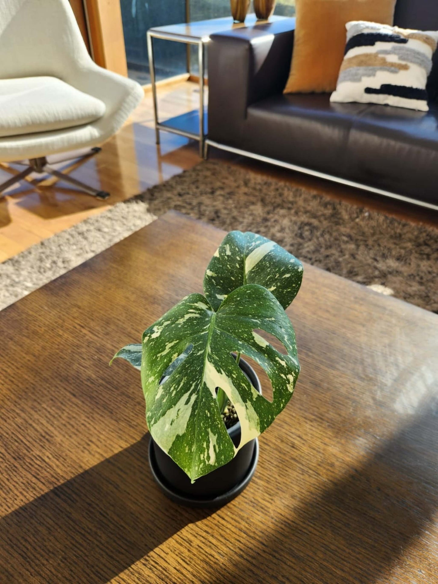 monstera deliciosa chile Monstera Variegada M