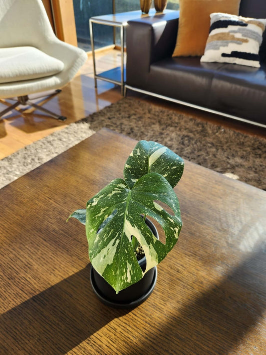Monstera Variegada M - Elige la tuya