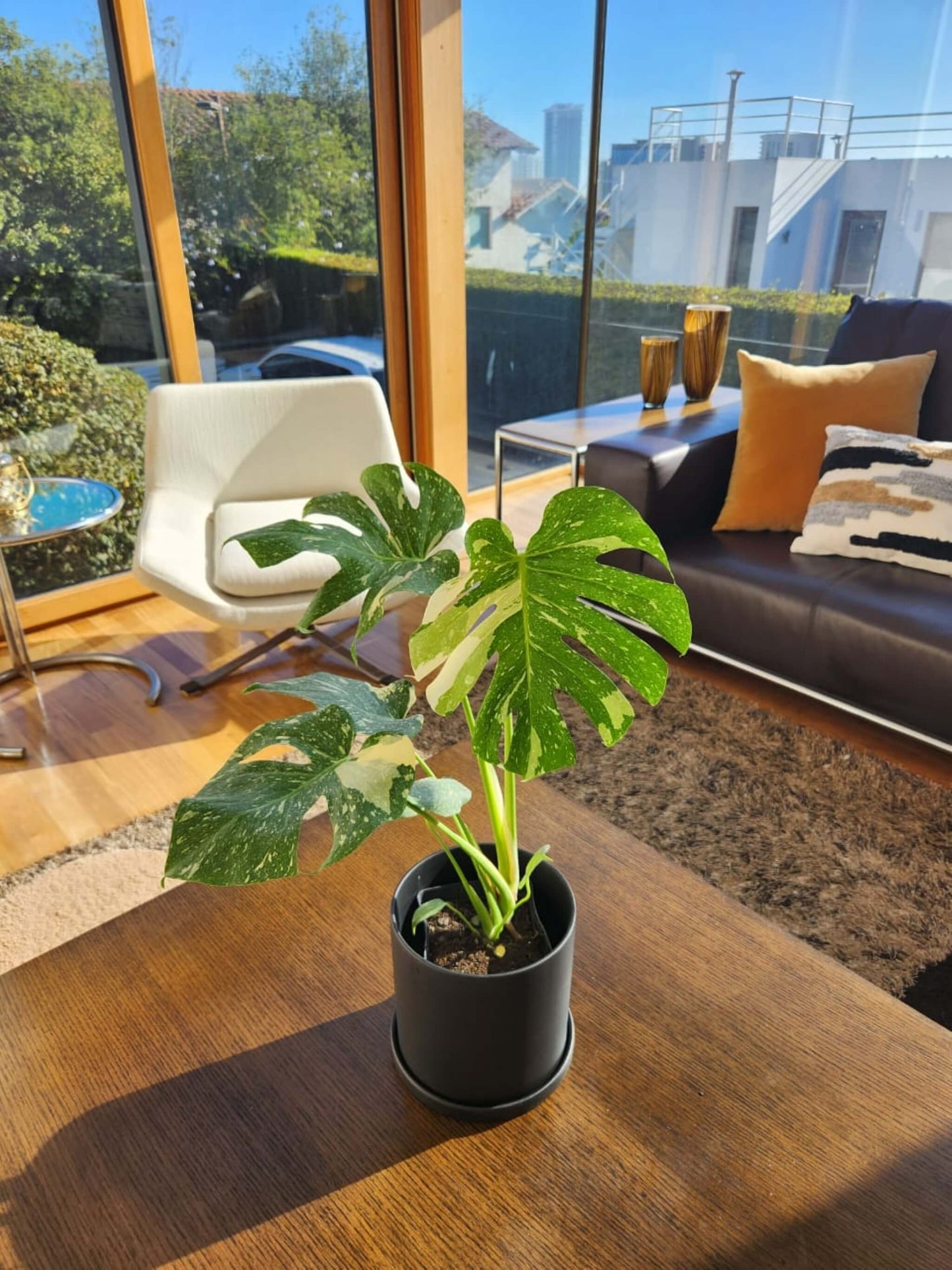 Monstera Variegada XXL - Elige la tuya