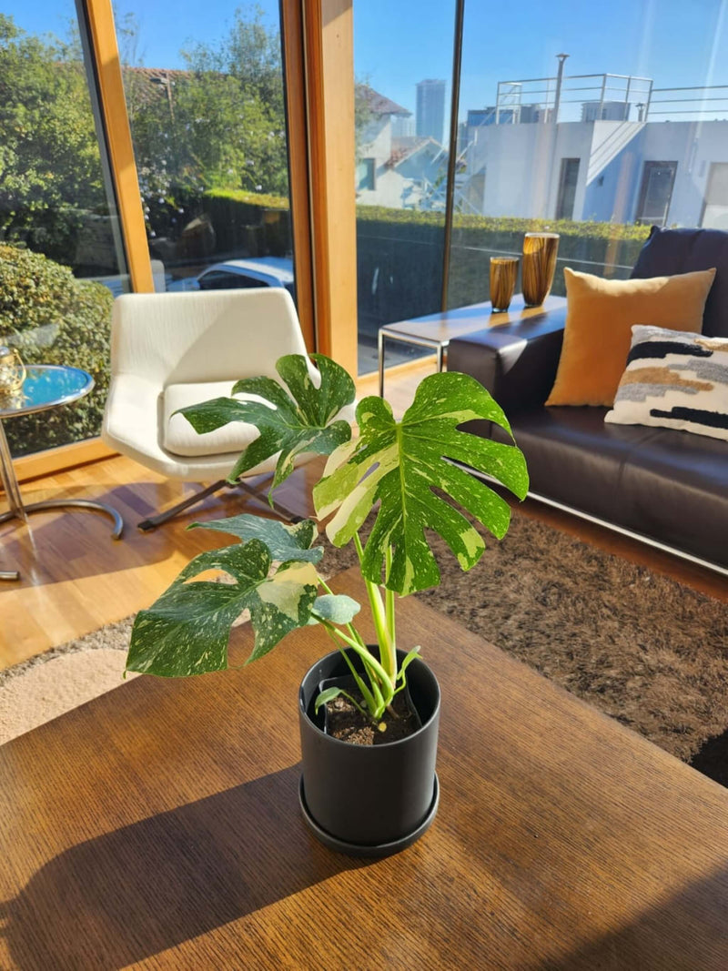 Monstera Variegada XXL - Elige la tuya
