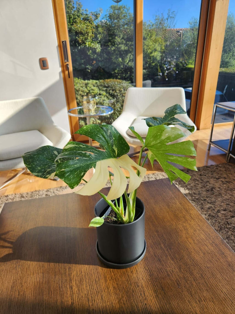 Monstera Variegada XXL - Elige la tuya