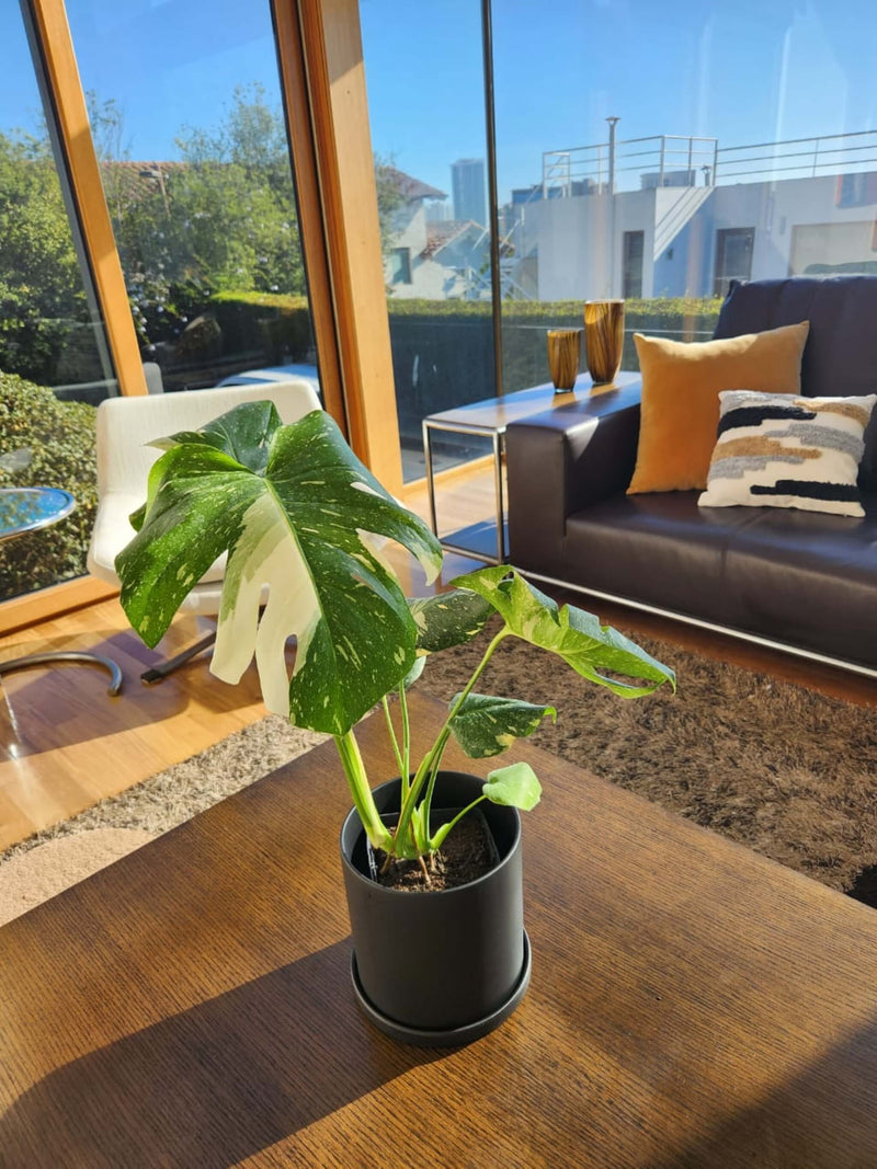 Monstera Variegada XXL - Elige la tuya