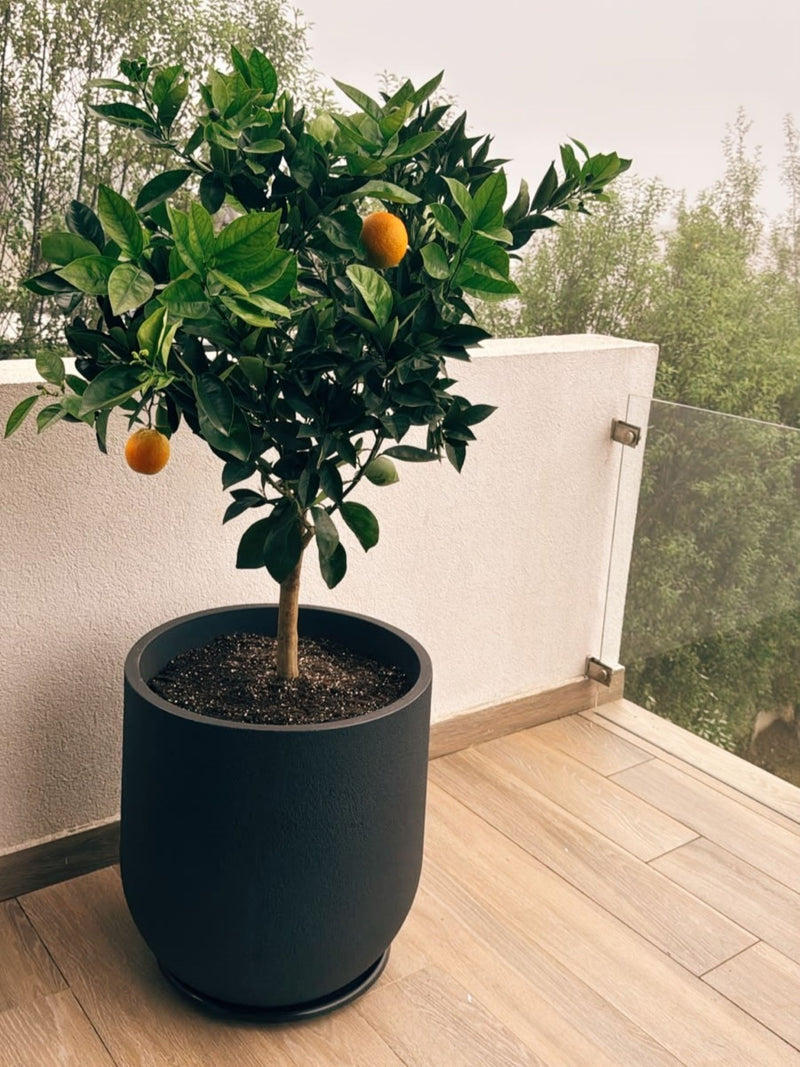 Naranjo XXL