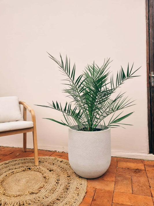 Palmera Phoexix/Fénix