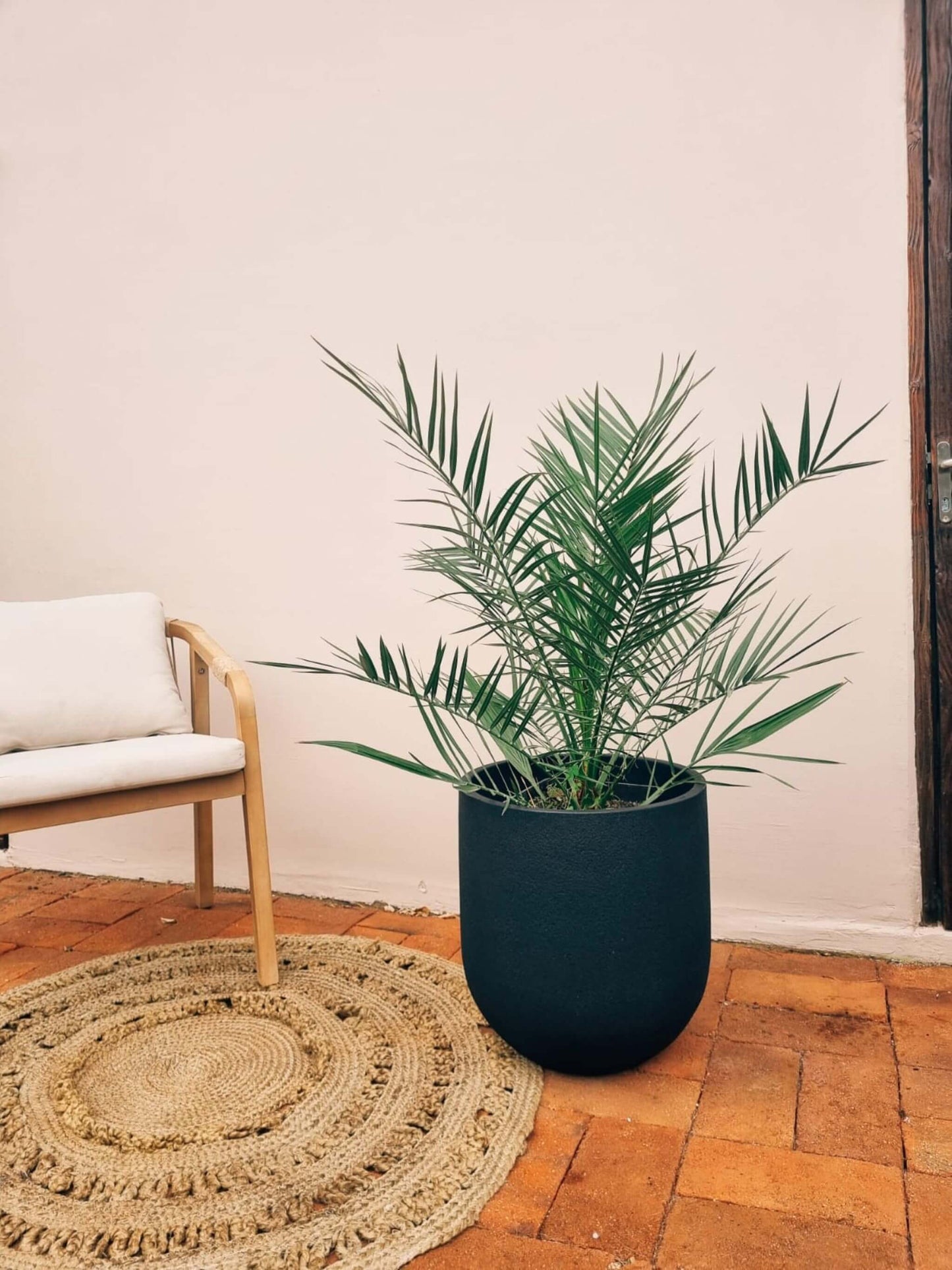 Palmera Phoexix/Fénix
