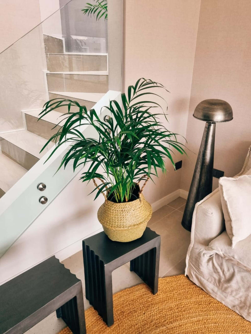 Palmera Areca XL + Canasto