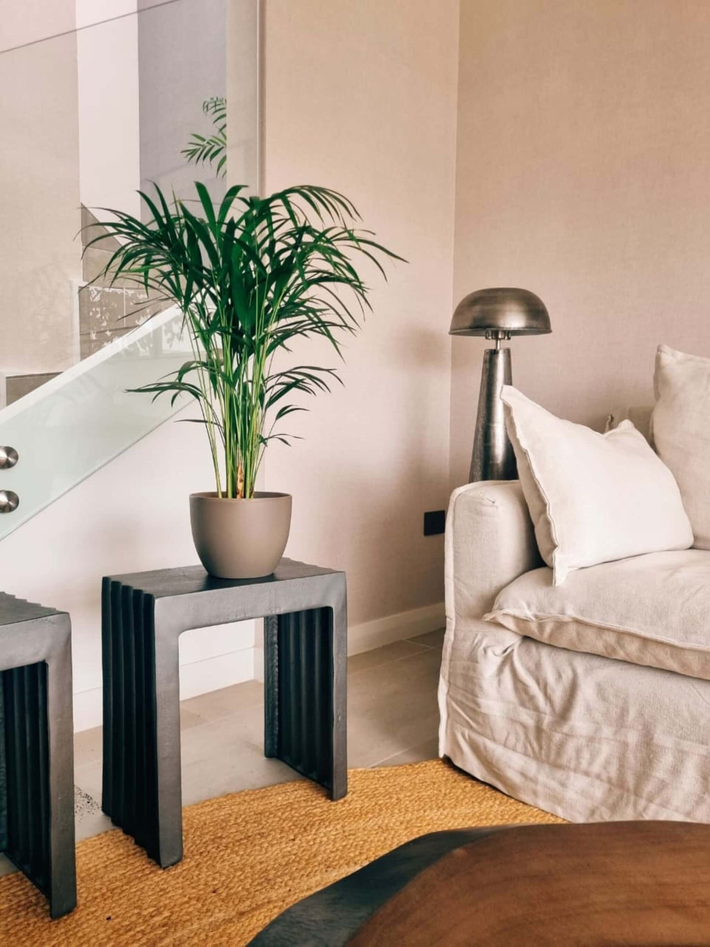 Palmera Areca XL + Macetero Cuenco - Elige tu color