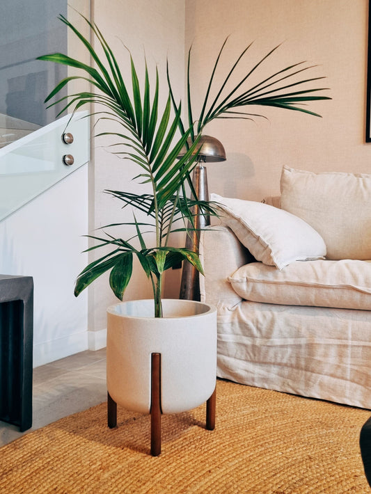 Palmera Kentia XXL + Macetero Elevé - Elige tu color