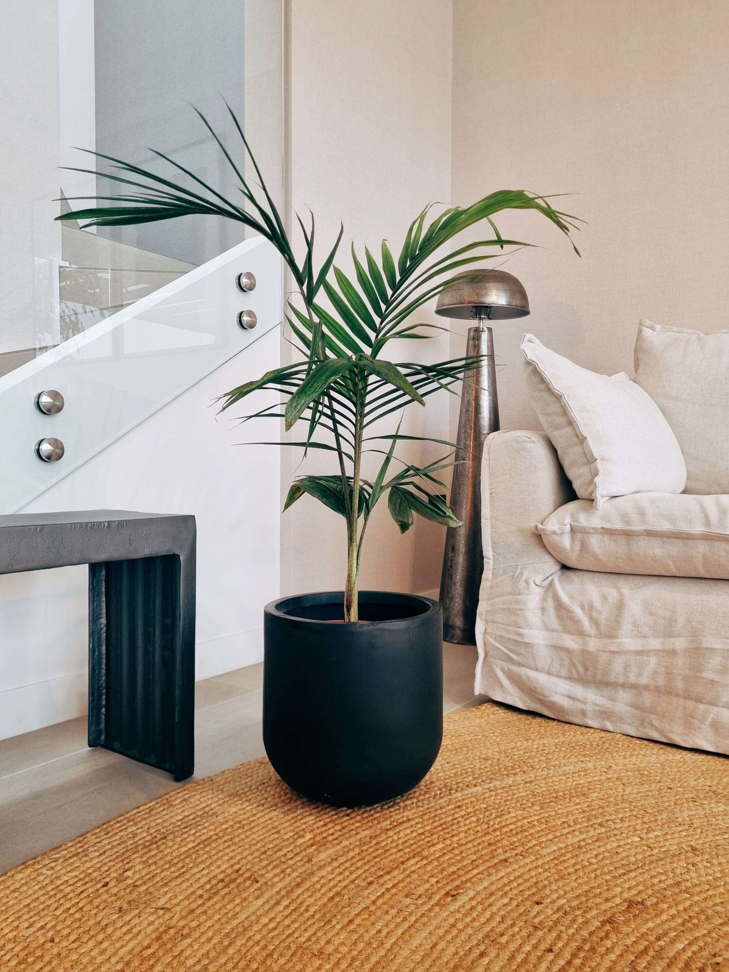 Palmera Kentia XXL
