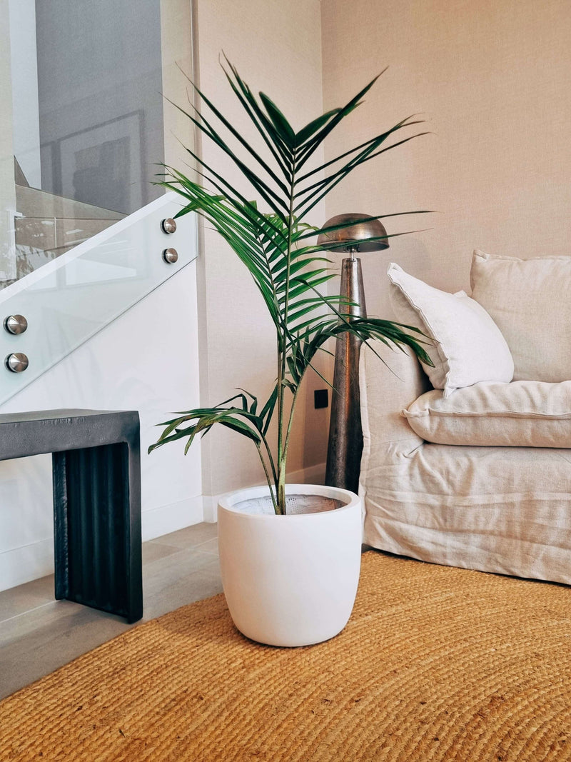 Palmera Kentia XXL + Macetero Tempo - Elige tu color