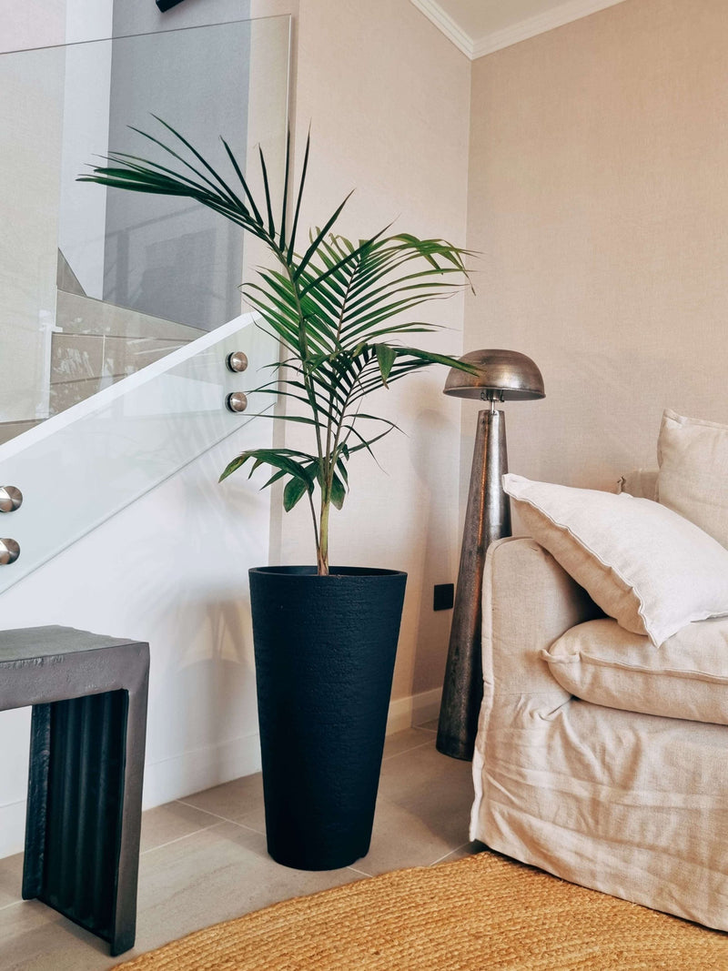 Palmera Kentia XXL + Macetero Torre - Elige tu color
