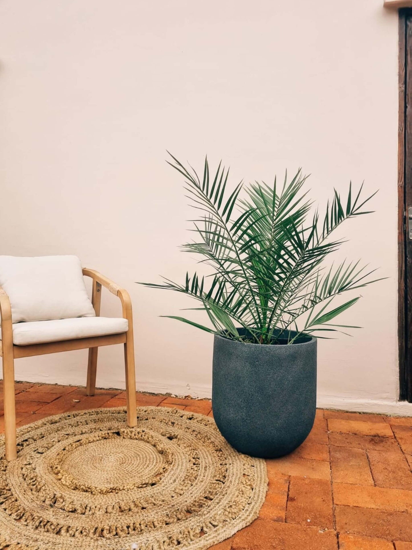 Palmera Phoexix/Fénix