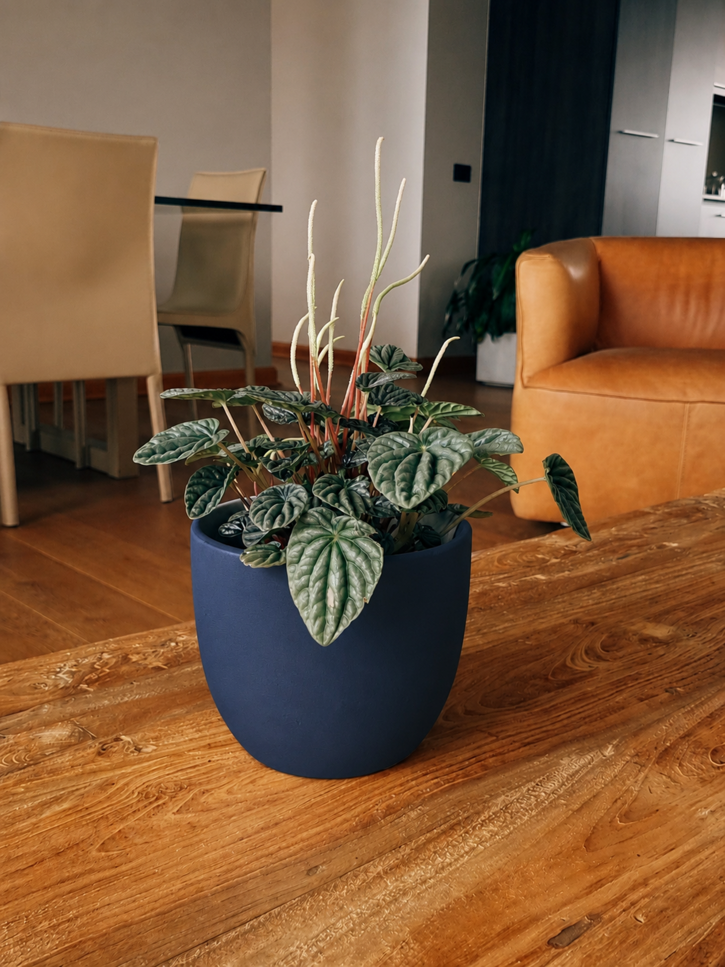 Peperomia Caperata + Macetero Bowl - Elige tu color