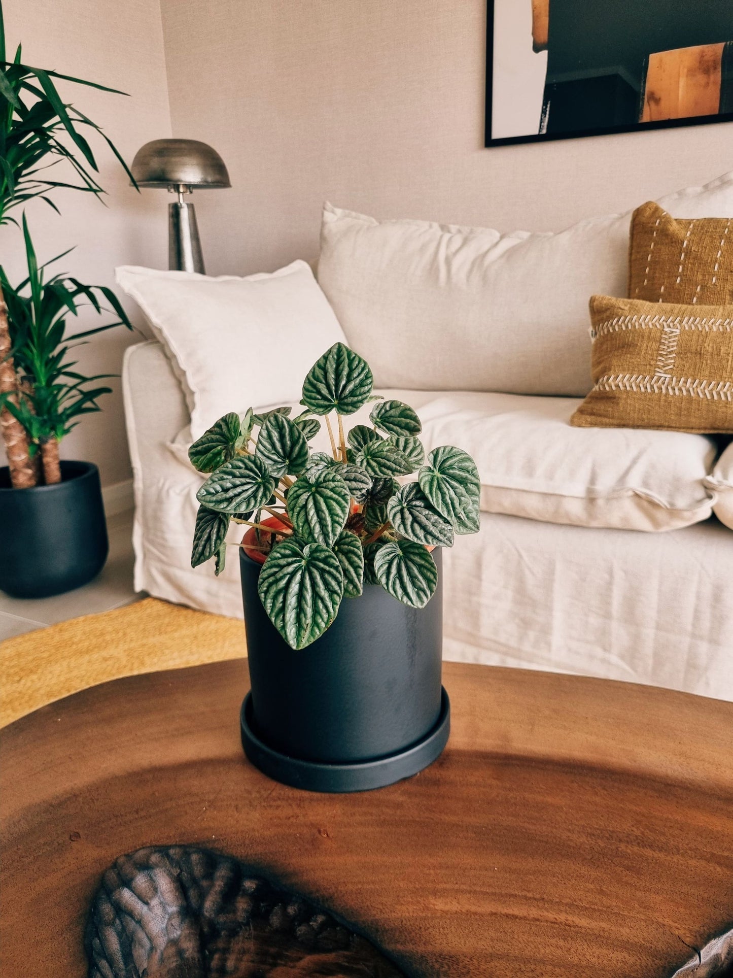Peperomia Caperata + Macetero Nórdico - Elige tu color