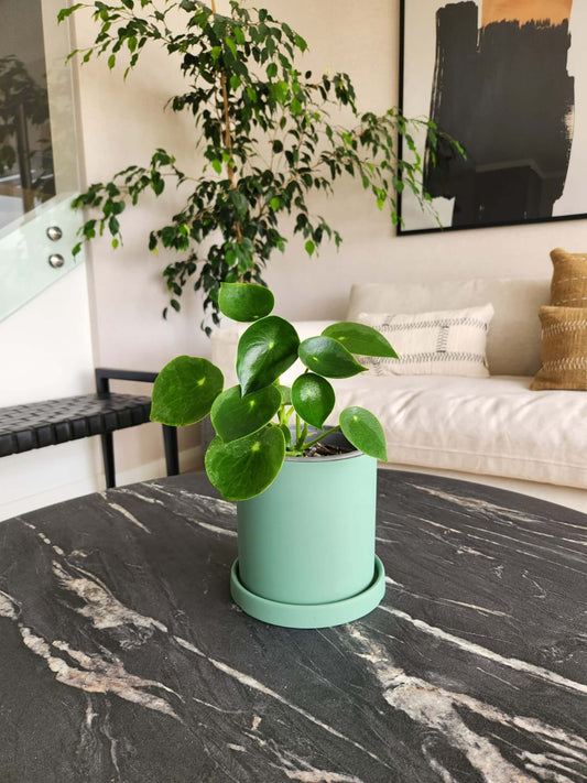 Peperomia Cucharita S