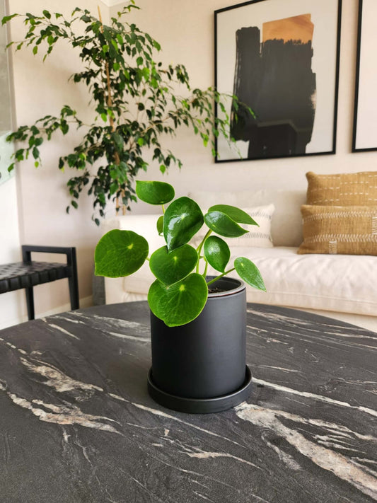 Peperomia Cucharita + Macetero Nordico - Elige tu color