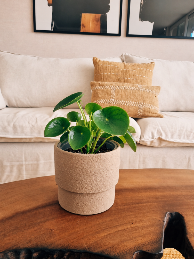 Peperomia Cucharita + Macetero Terra- Elige tu color