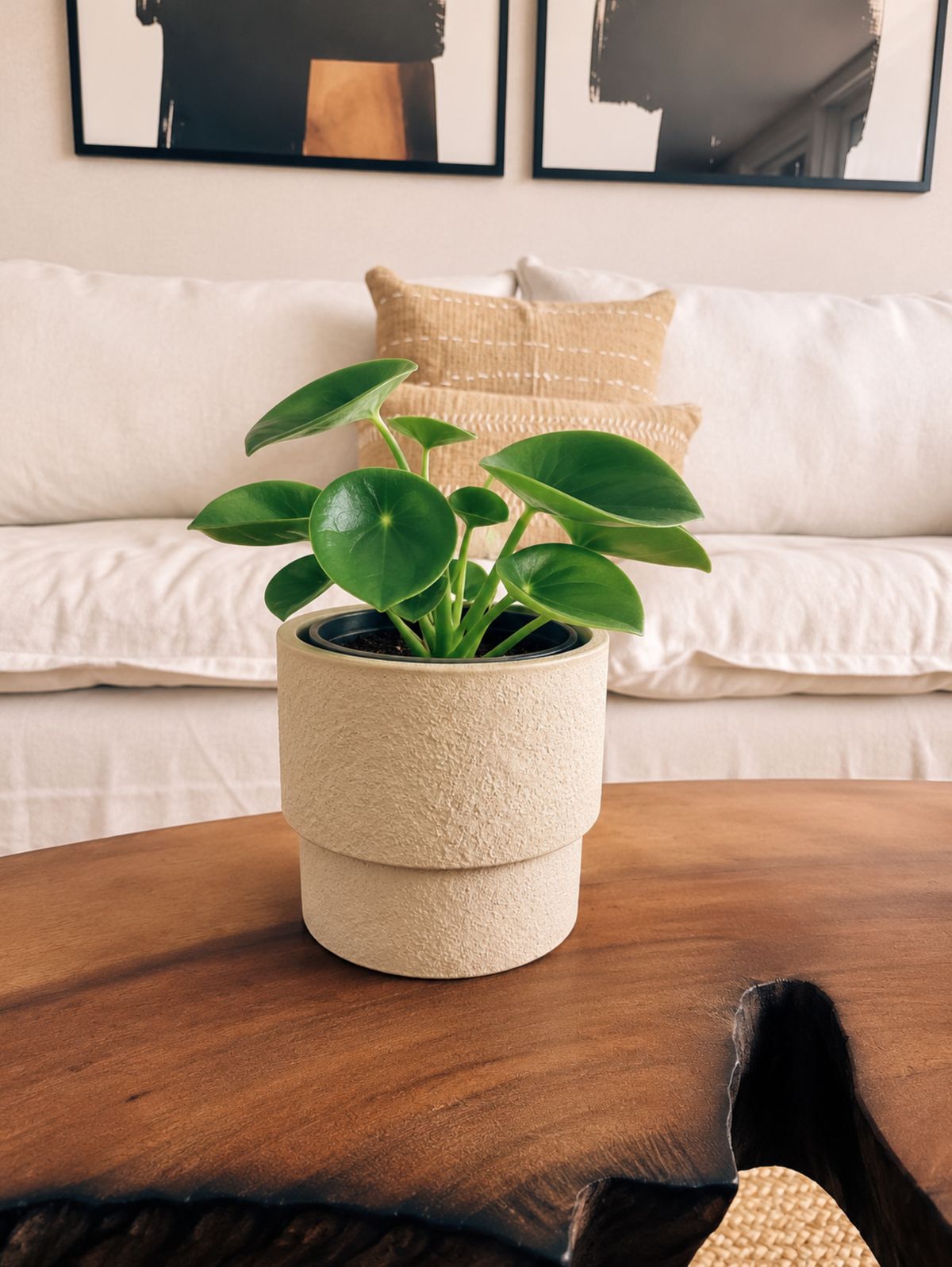 Peperomia Cucharita + Macetero Terra- Elige tu color