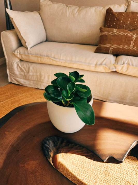 Peperomia Obtusifolia  + Macetero Bowl - Elige tu color