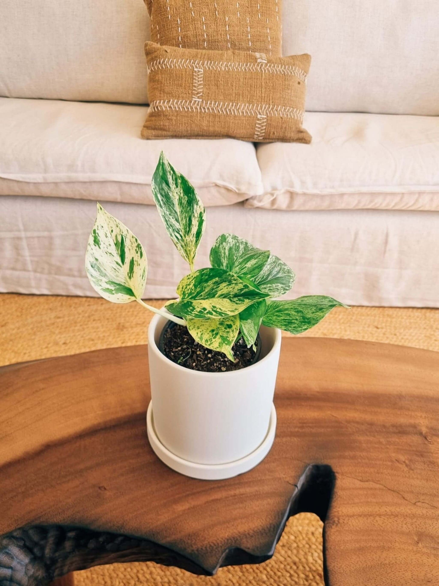 Pothus Marble Queen (Scindapsus)