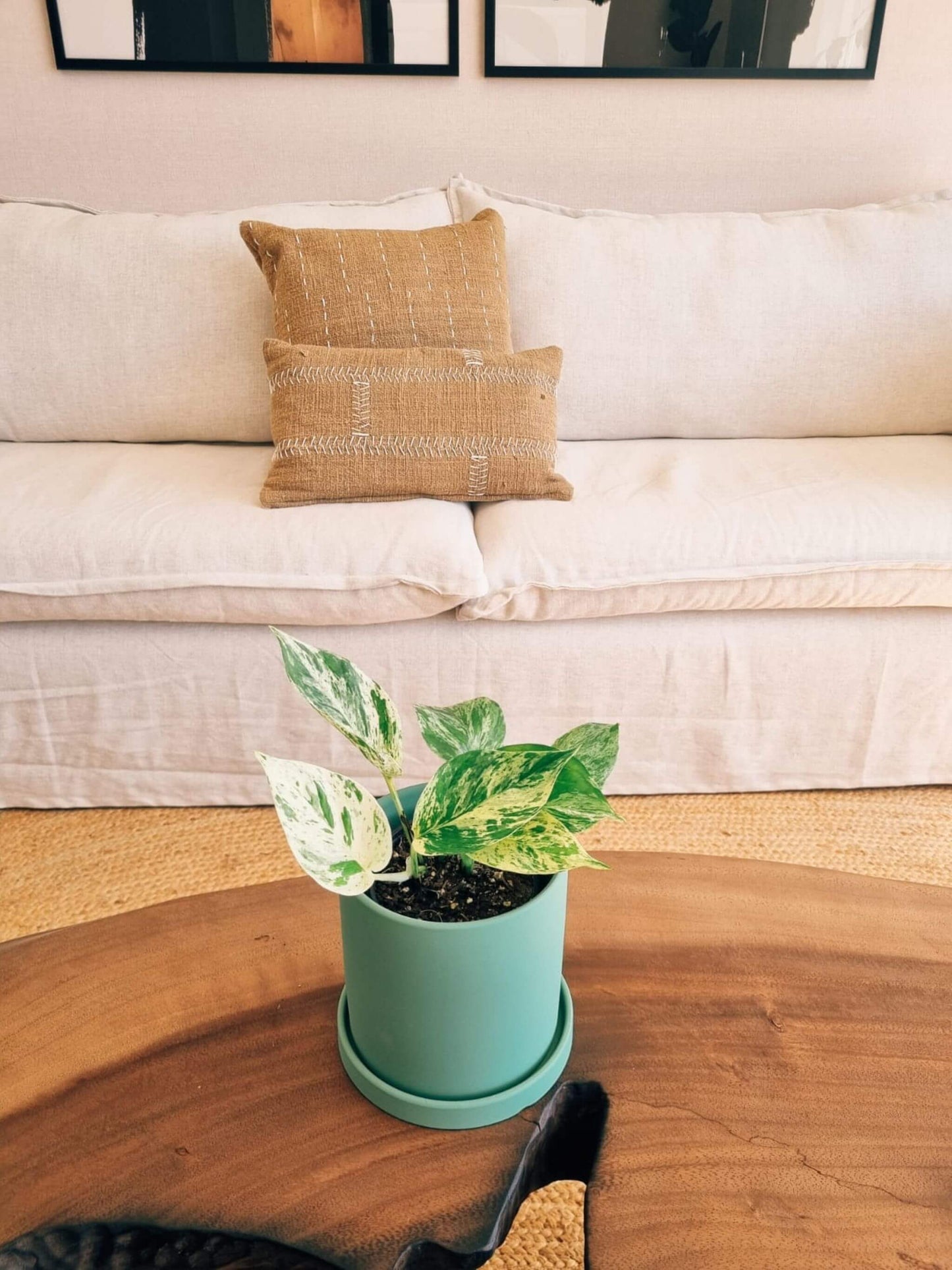 Pothus Marble Queen (Scindapsus)