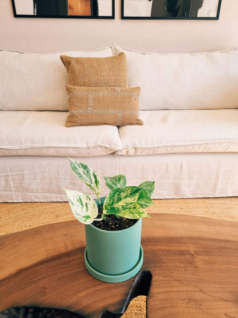 Pothus Marble Queen (Scindapsus)