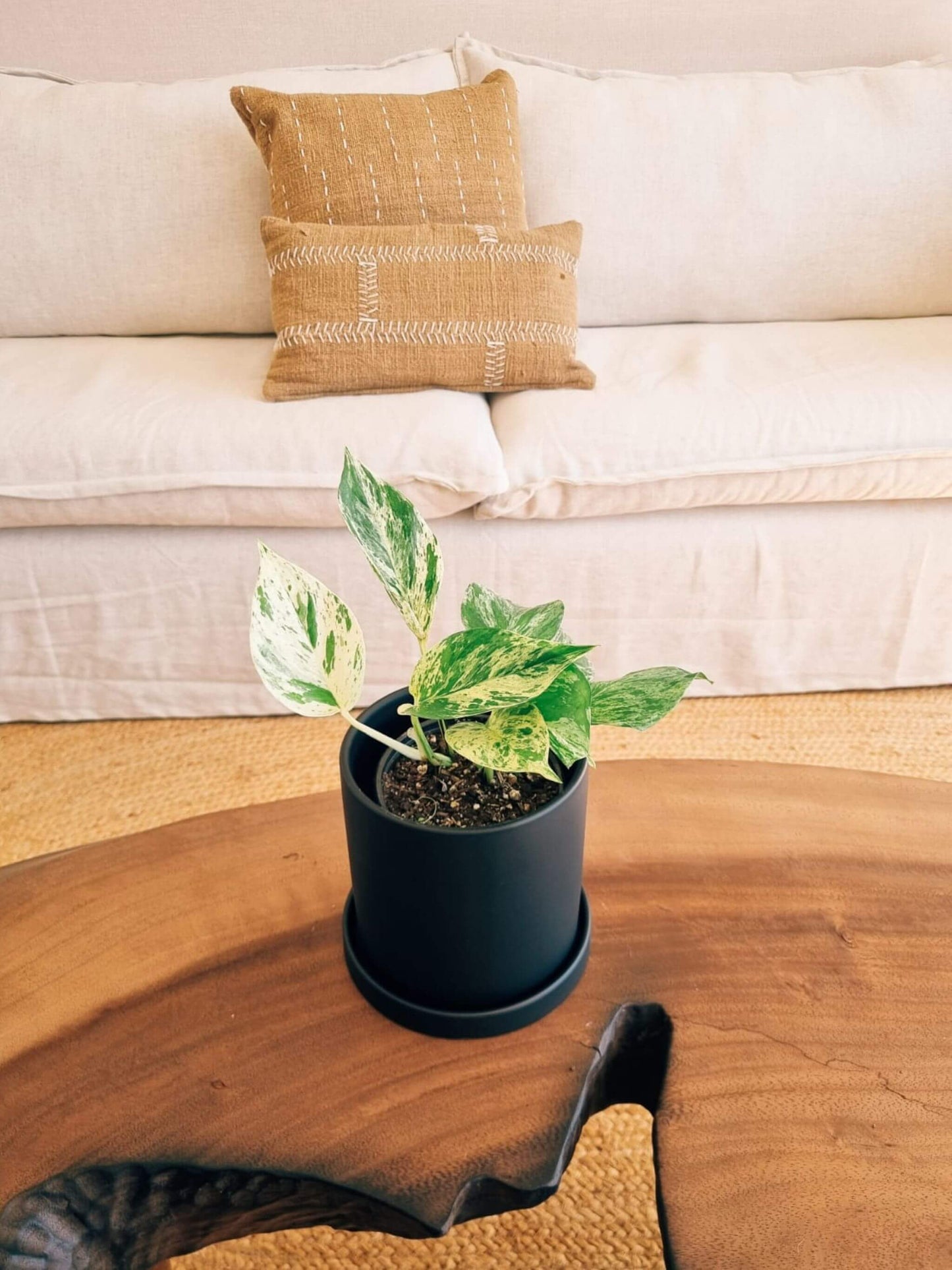 Pothus Marble Queen (Scindapsus)
