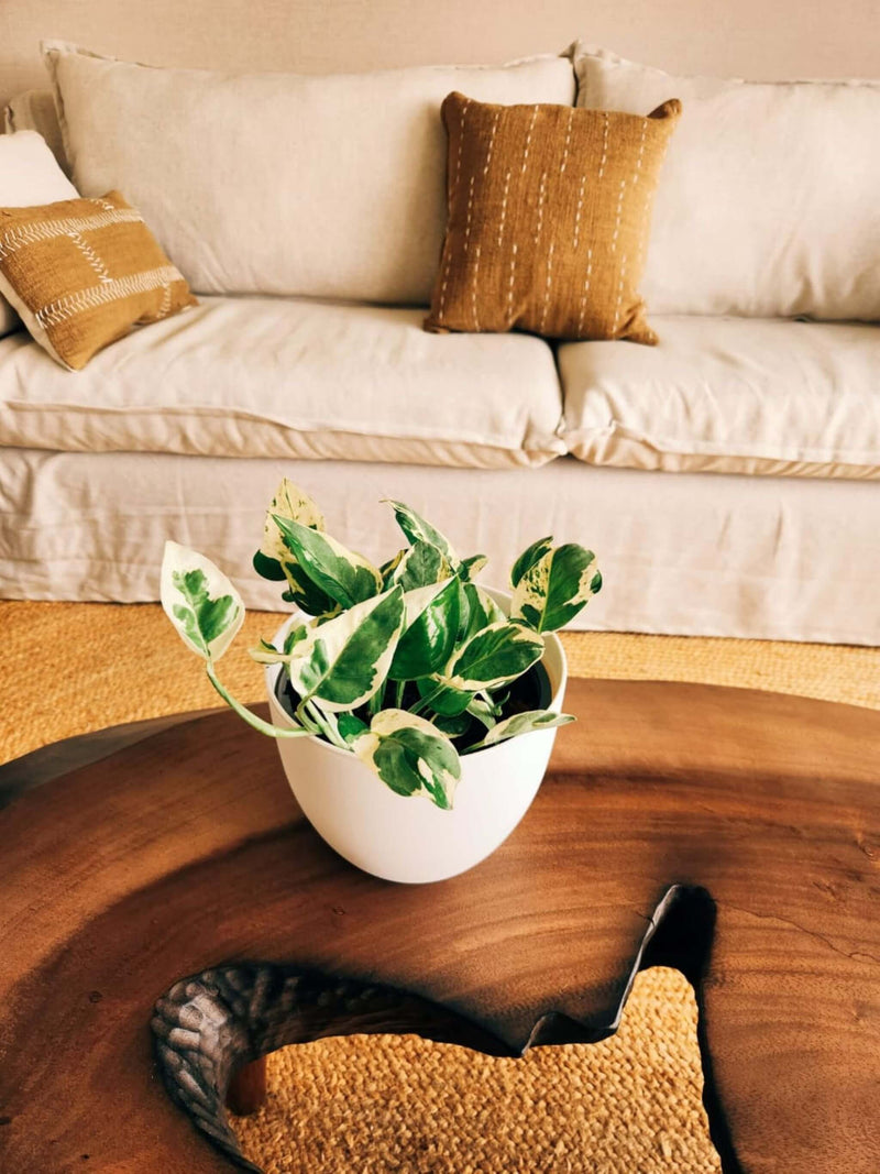 Pothus Pearls & Jade (Scindapsus)