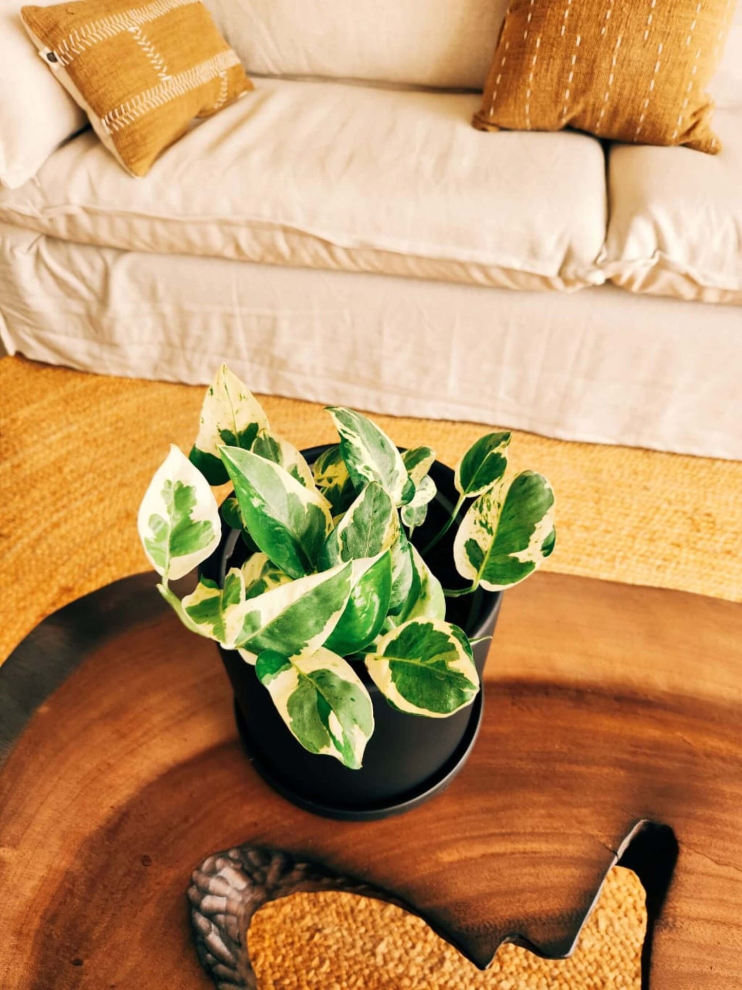 Pothus Pearls & Jade (Scindapsus)