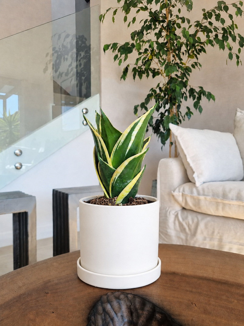 Sansevieria Black Gold + Macetero Nordico  - Elige tu Color