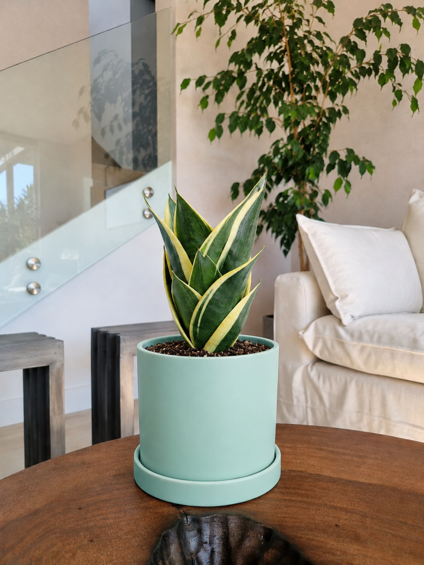 Sansevieria Black Gold + Macetero Nordico  - Elige tu Color