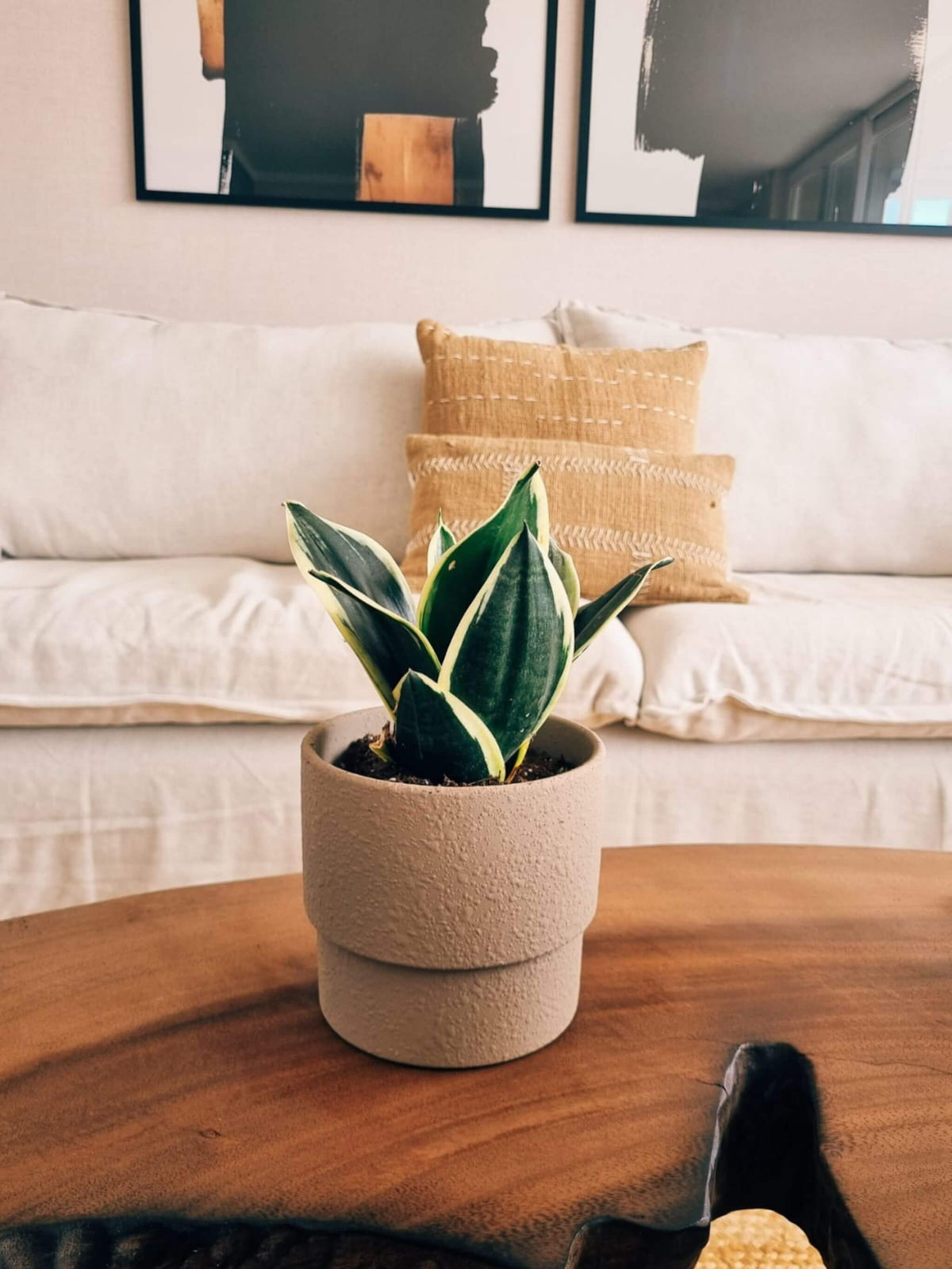 Sansevieria Black Gold + Macetero Terra - Elige tu Color