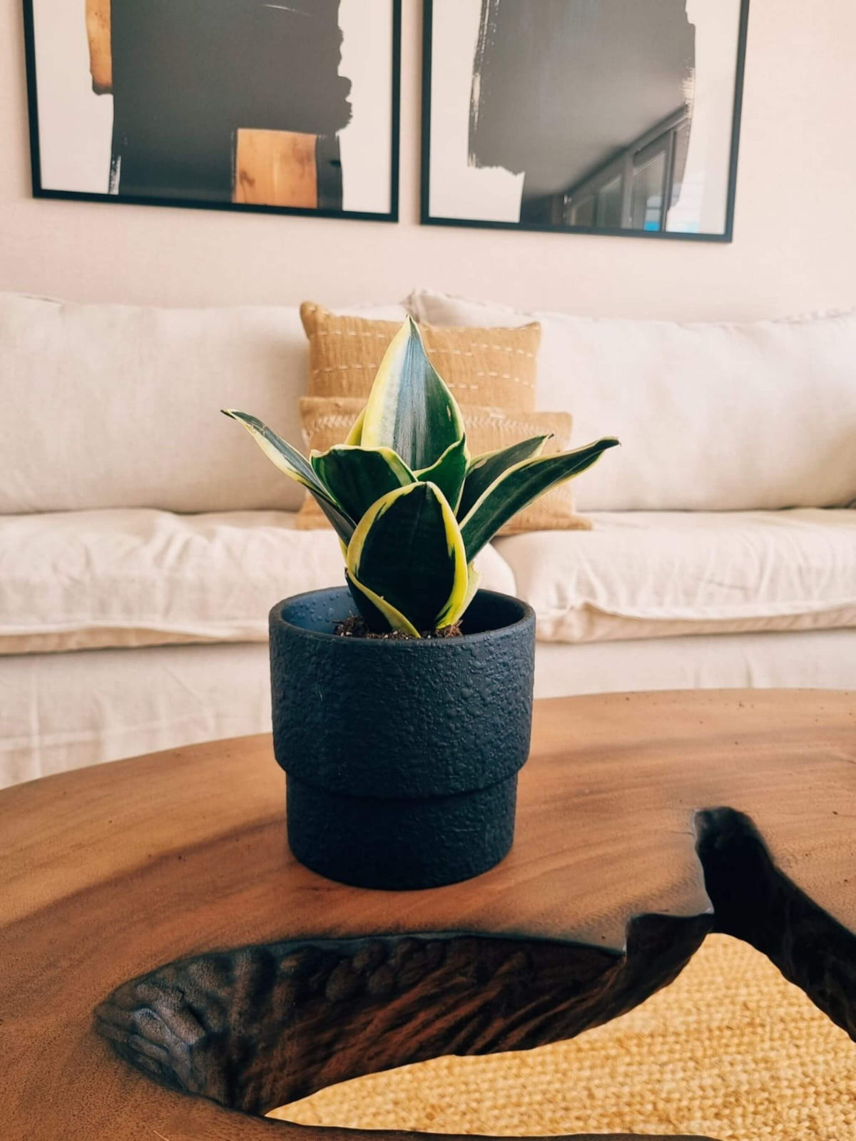 Sansevieria Black Gold + Macetero Terra - Elige tu Color