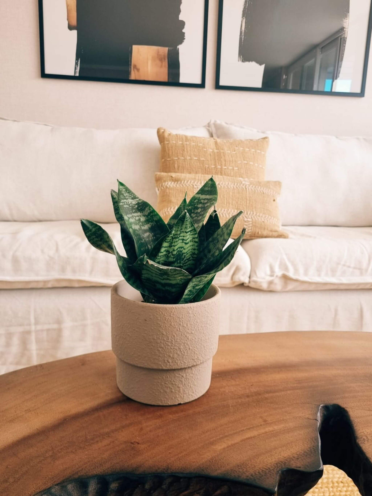 Sansevieria Green Star + Macetero Terra - Elige tu Color