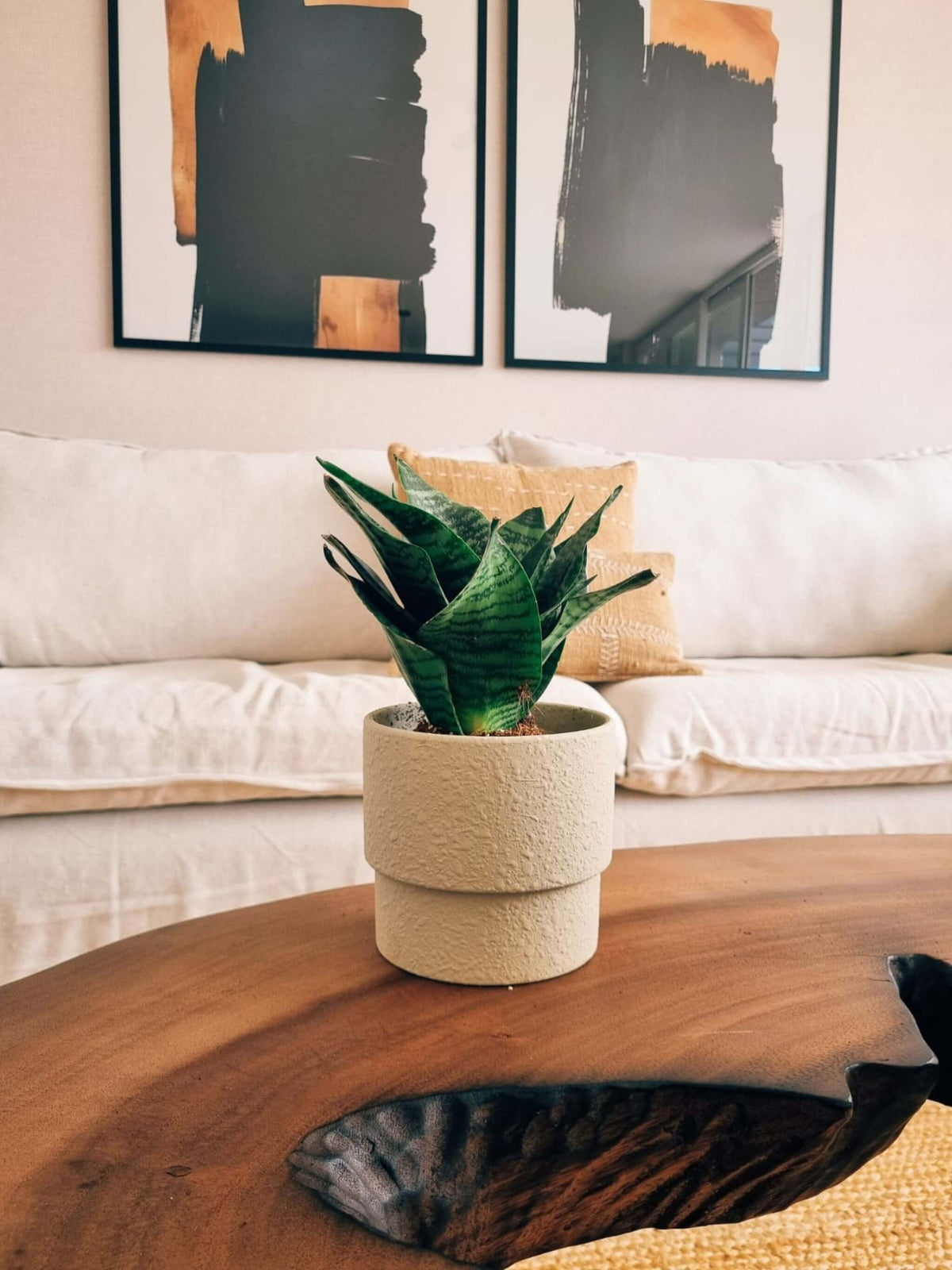 Sansevieria Green Star + Macetero Terra - Elige tu Color