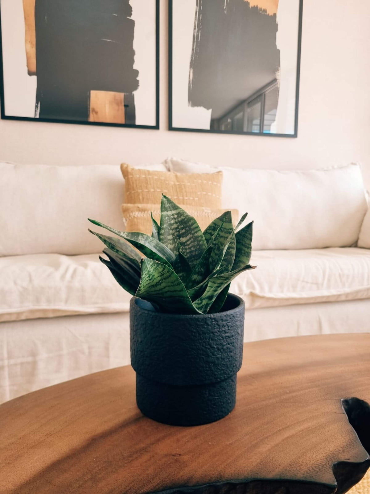Sansevieria Green Star + Macetero Terra - Elige tu Color