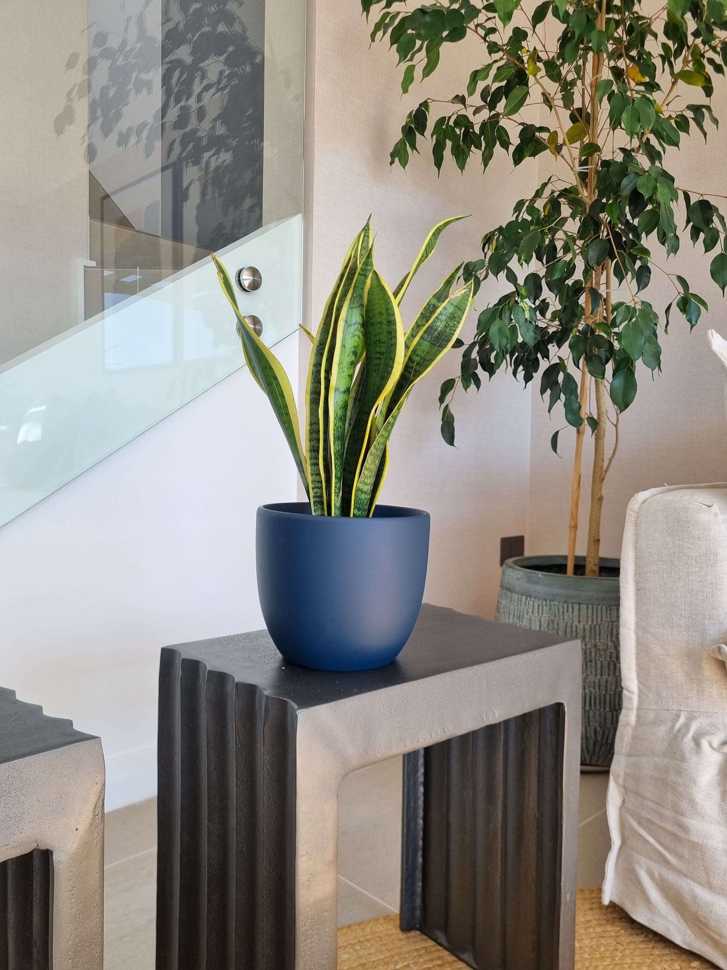 Sansevieria Laurentii + Macetero Bowl - Elige tu color