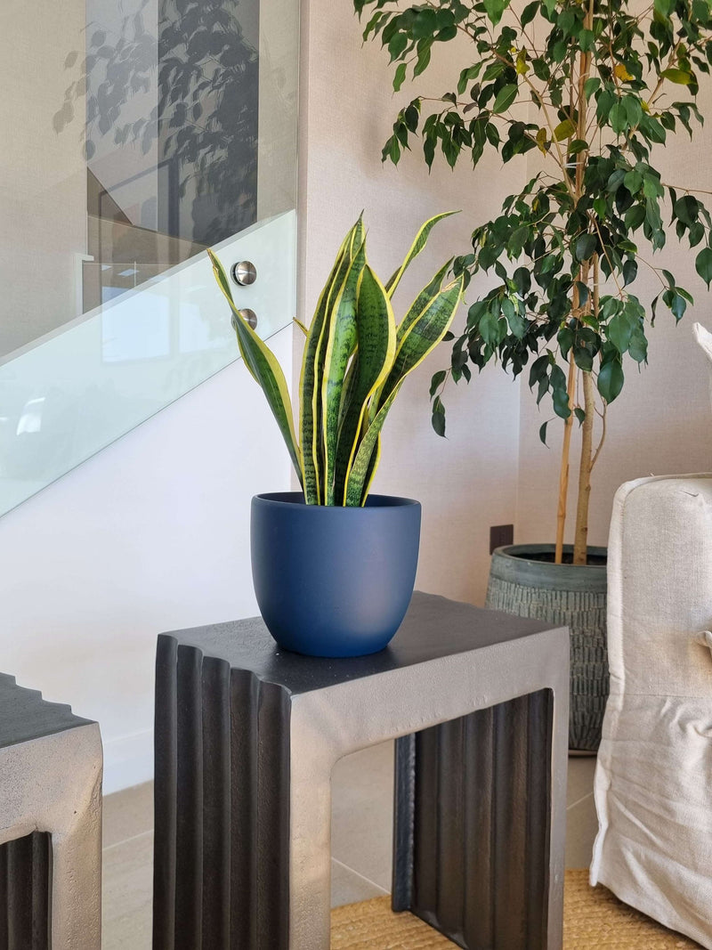 Sansevieria Laurentii + Macetero Bowl - Elige tu color