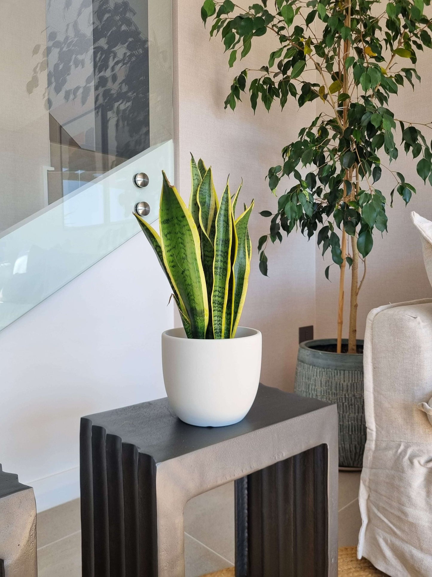 Sansevieria Laurentii + Macetero Bowl - Elige tu color