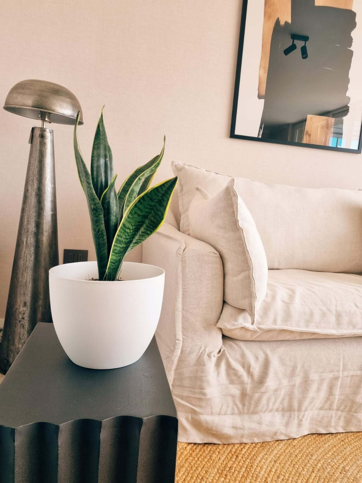Sansevieria Laurentii + Macetero Cuenco - Elige tu color