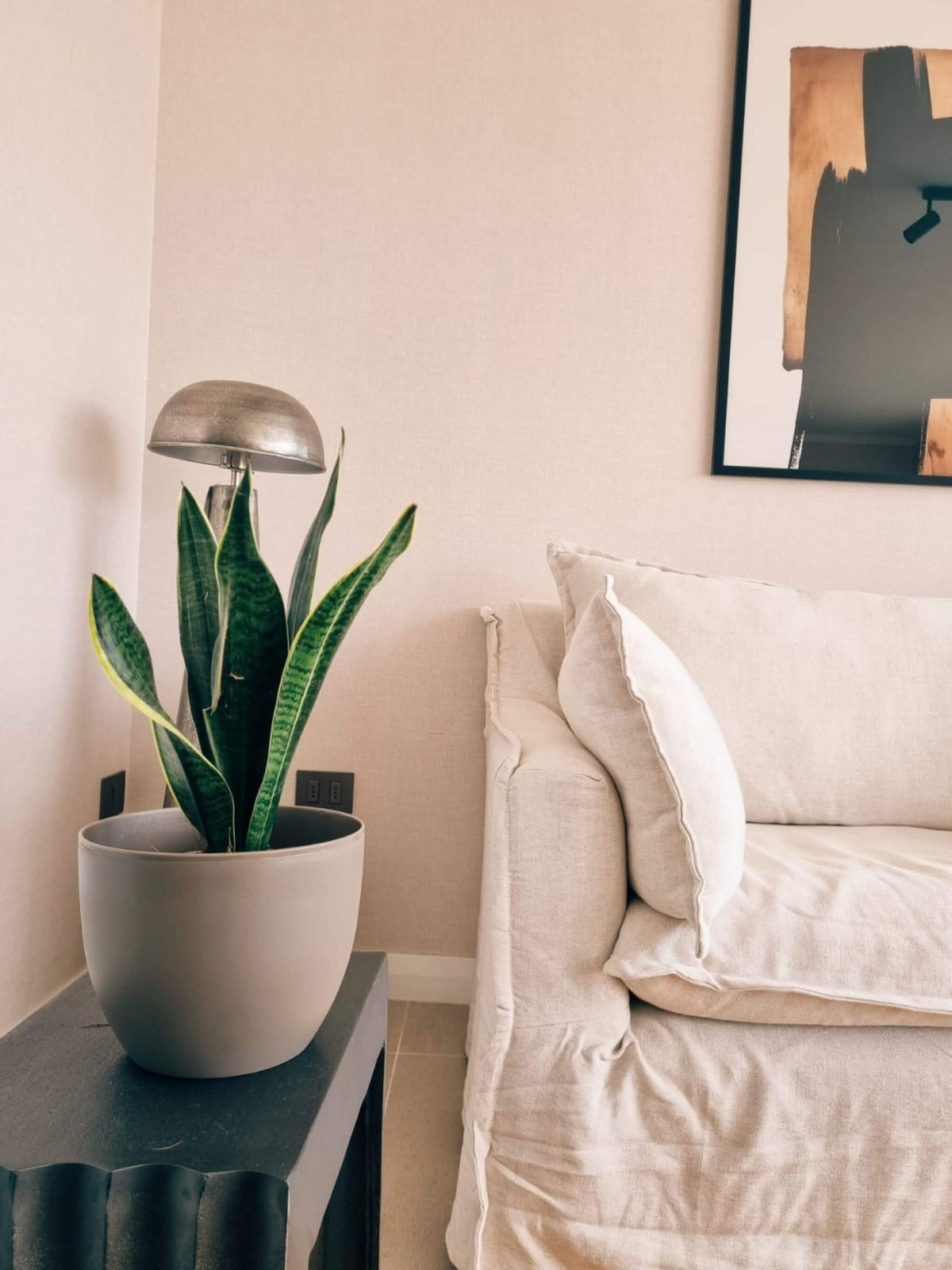 Sansevieria Laurentii + Macetero Cuenco - Elige tu color