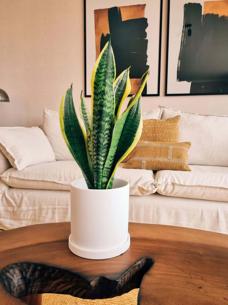 Sansevieria Superba XL + Macetero Nordico - Elige tu color